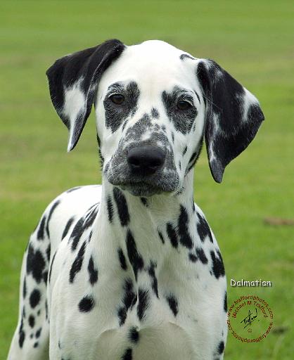 Dalmatian 9W008D-021.JPG